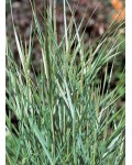 Panicum virgatum Prairie Sky